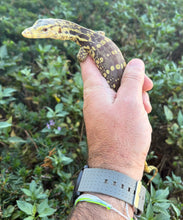 Load image into Gallery viewer, Baby T+ Albino Asian Water Monitor