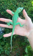 Load image into Gallery viewer, Adult Baracoa Giant Anole (Male)