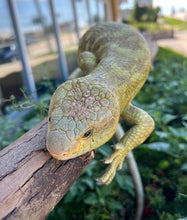 Load image into Gallery viewer, Adult Monkey-Tailed Skink (Female 1)