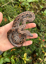 Load image into Gallery viewer, Baby Dumeril’s Boa (Male 1)