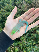 Load image into Gallery viewer, Adult Standing Day Gecko
