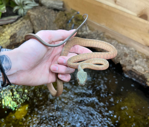 Sub-Adult Black Headed Cat Snake (Male 2)