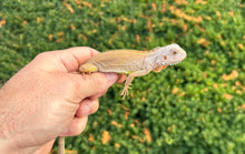 Load image into Gallery viewer, Baby Sunbust Zero Green Iguana