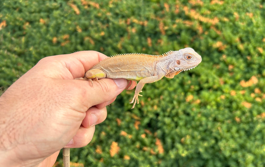 Baby Sunbust Zero Green Iguana
