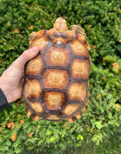 Load image into Gallery viewer, Sub-Adult Sulcata Tortoise