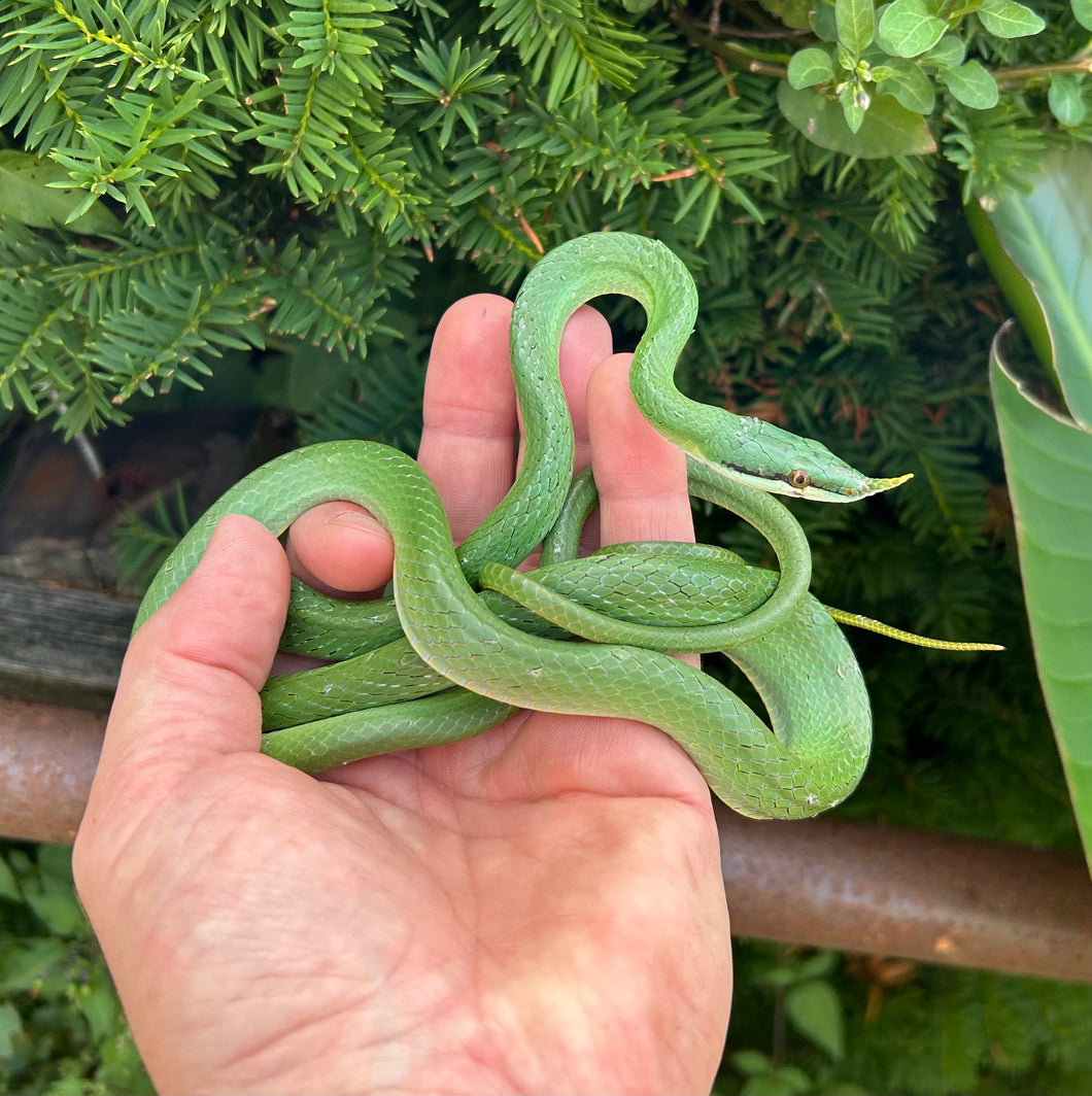 Sub-Adult Rhino Ratsnake (Male)