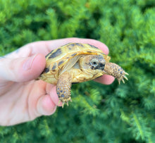 Load image into Gallery viewer, Baby Russian Tortoise (3)