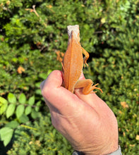 Load image into Gallery viewer, Baby Orange Sunbust Zero Green Iguana