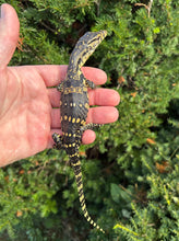 Load image into Gallery viewer, Juvenile Asian Water Monitor (1)