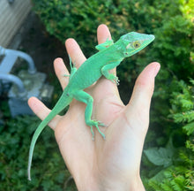 Load image into Gallery viewer, Adult Baracoa Giant Anole (Male)
