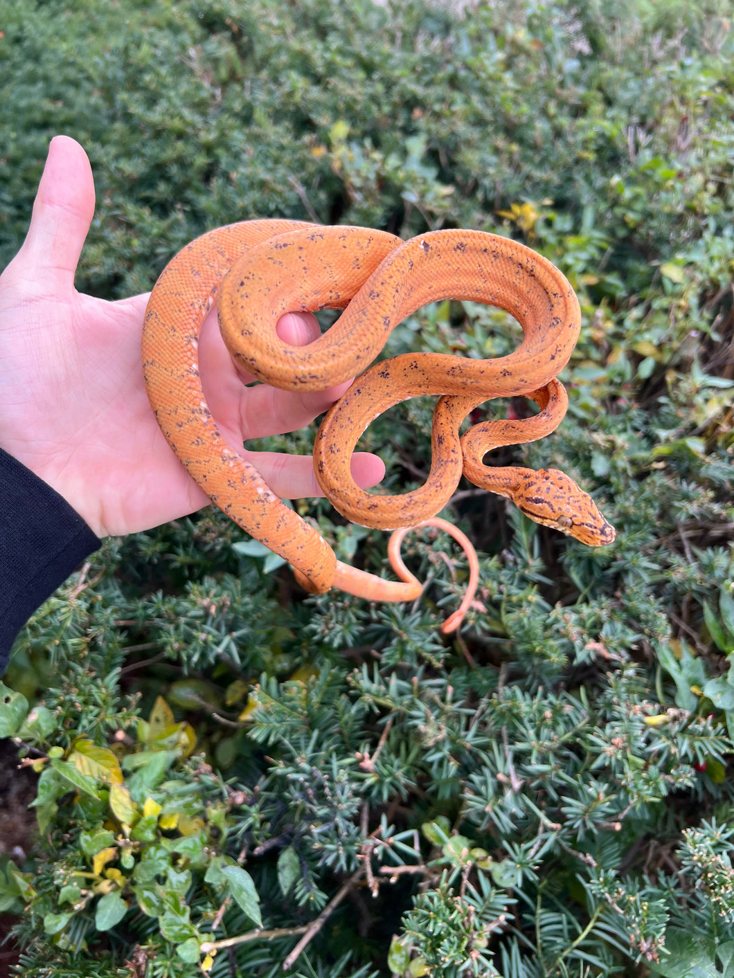 ‘Colored’ Amazon Tree Boa (Male)