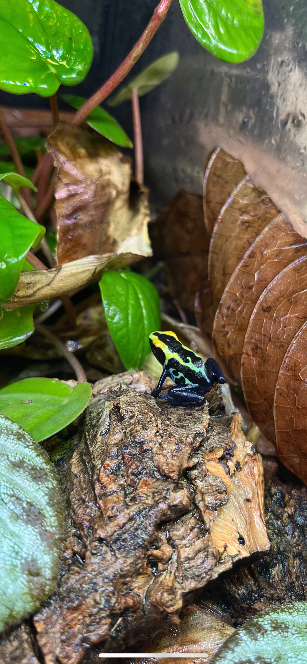 Dyeing Poison Dart Frog