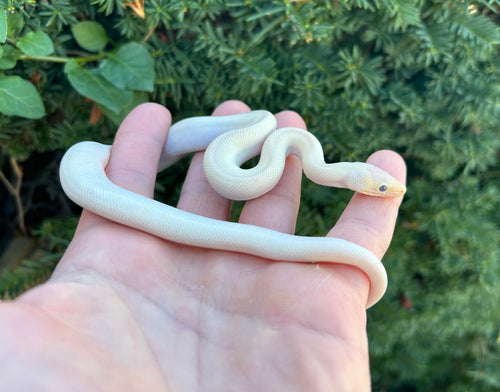 Baby Leucistic Columbian Rainbow Boa