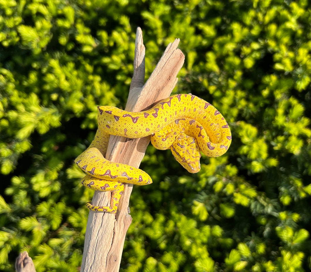 Baby Biak Green Tree Python (3)