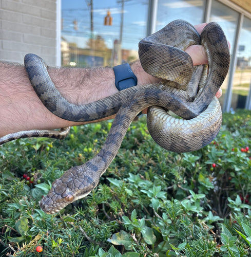 Sub-Adult Halmahera Scrub Python (Male)