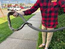 Load image into Gallery viewer, Adult Amazon Puffing Snake (Female)