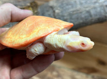 Load image into Gallery viewer, 5” Albino Pink-Bellied Sideneck Turtle (Female 2)