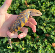 Load image into Gallery viewer, Baby Sunrise Northern Blue Tongue Skink (1)