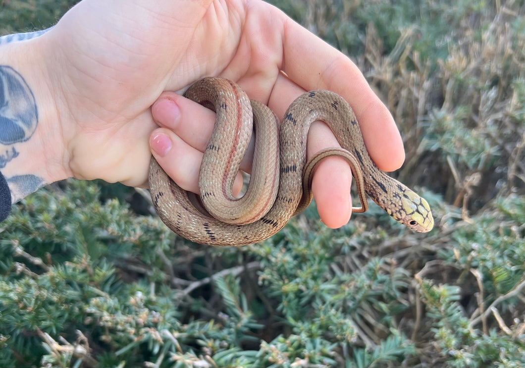 Juvenile Chinese King Ratsnake (Male 2)