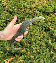 Load image into Gallery viewer, Adult Green Tree Monitor (Male)
