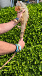 Sub-Adult Red Iguana (Male)