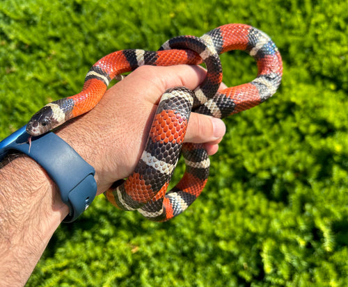Adult Nelson’s Milksnake (Male)