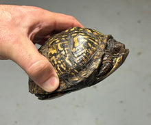 Load image into Gallery viewer, Adult Eastern Box Turtle (Female 2)