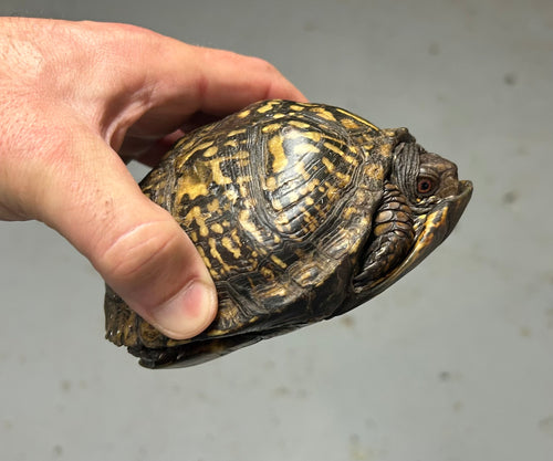 Adult Eastern Box Turtle (Female 2)
