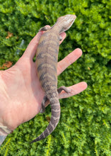 Load image into Gallery viewer, Baby Northern Blue Tongue Skink (1)