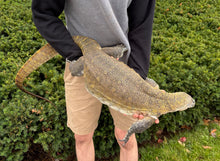 Load image into Gallery viewer, Adult Nile Monitor (Female)