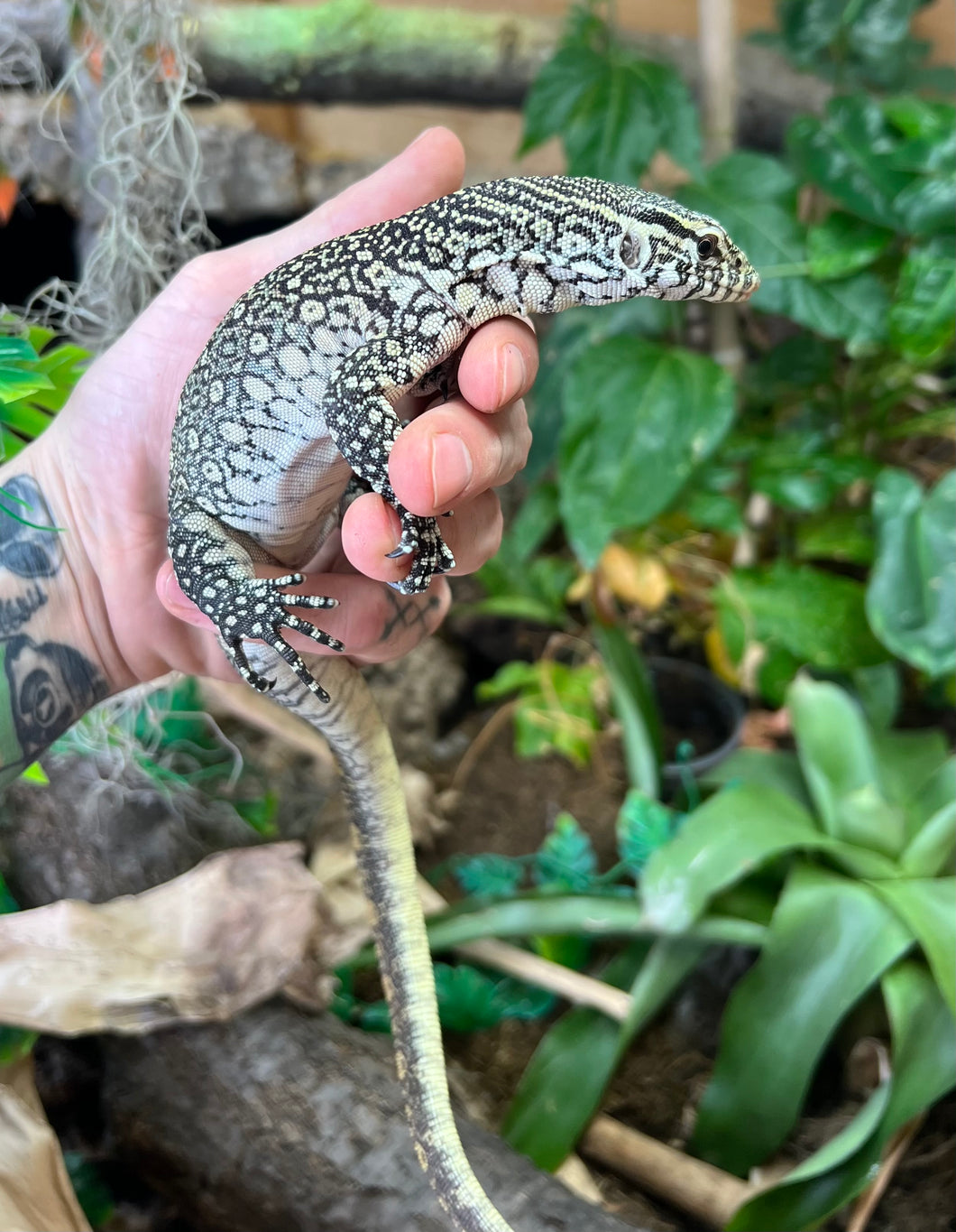 Juvenile Nile Monitor