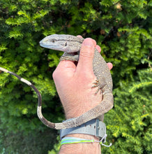 Load image into Gallery viewer, Juvenile Black Throat Monitor (5)