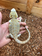Load image into Gallery viewer, Juvenile Citrus Leatherback Bearded Dragon (2)
