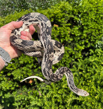 Load image into Gallery viewer, Adult Northern Pine Snake