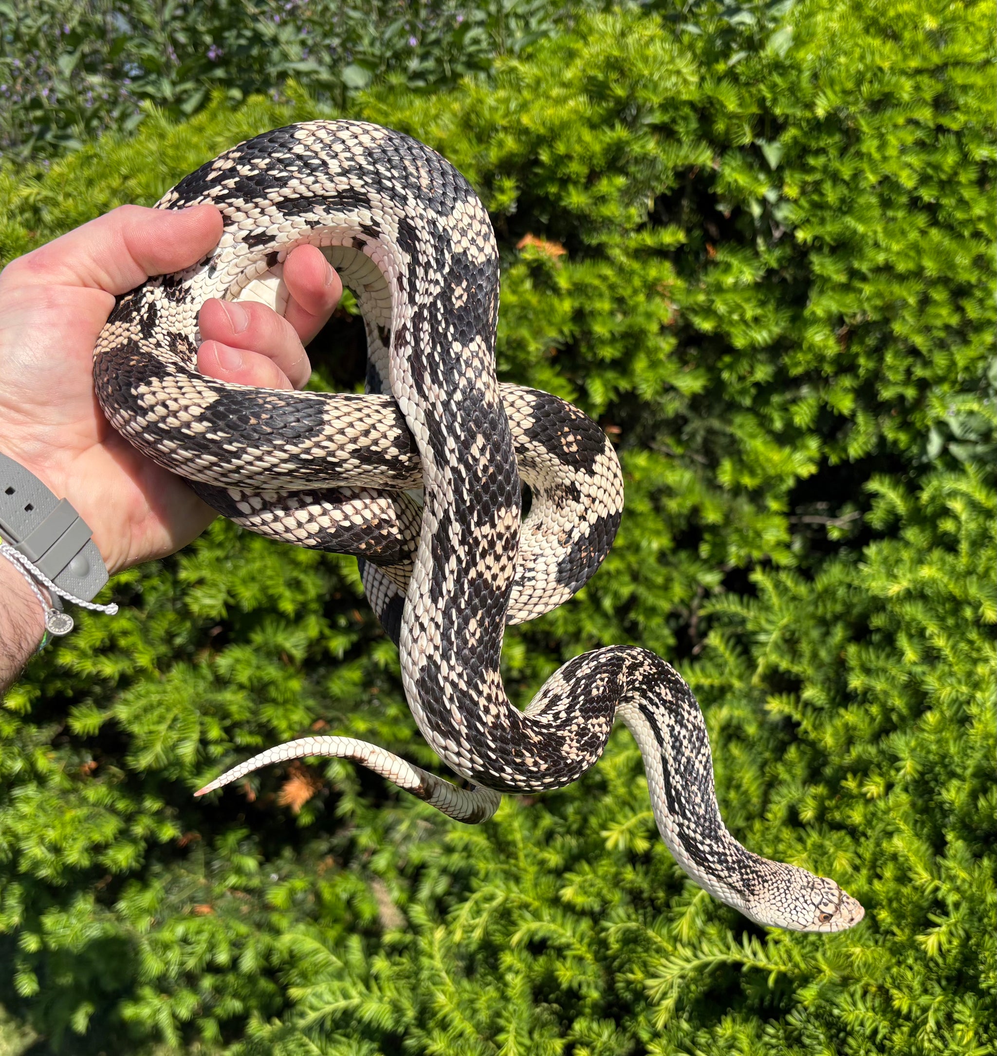Other Snakes – Scales and Tails of Ohio