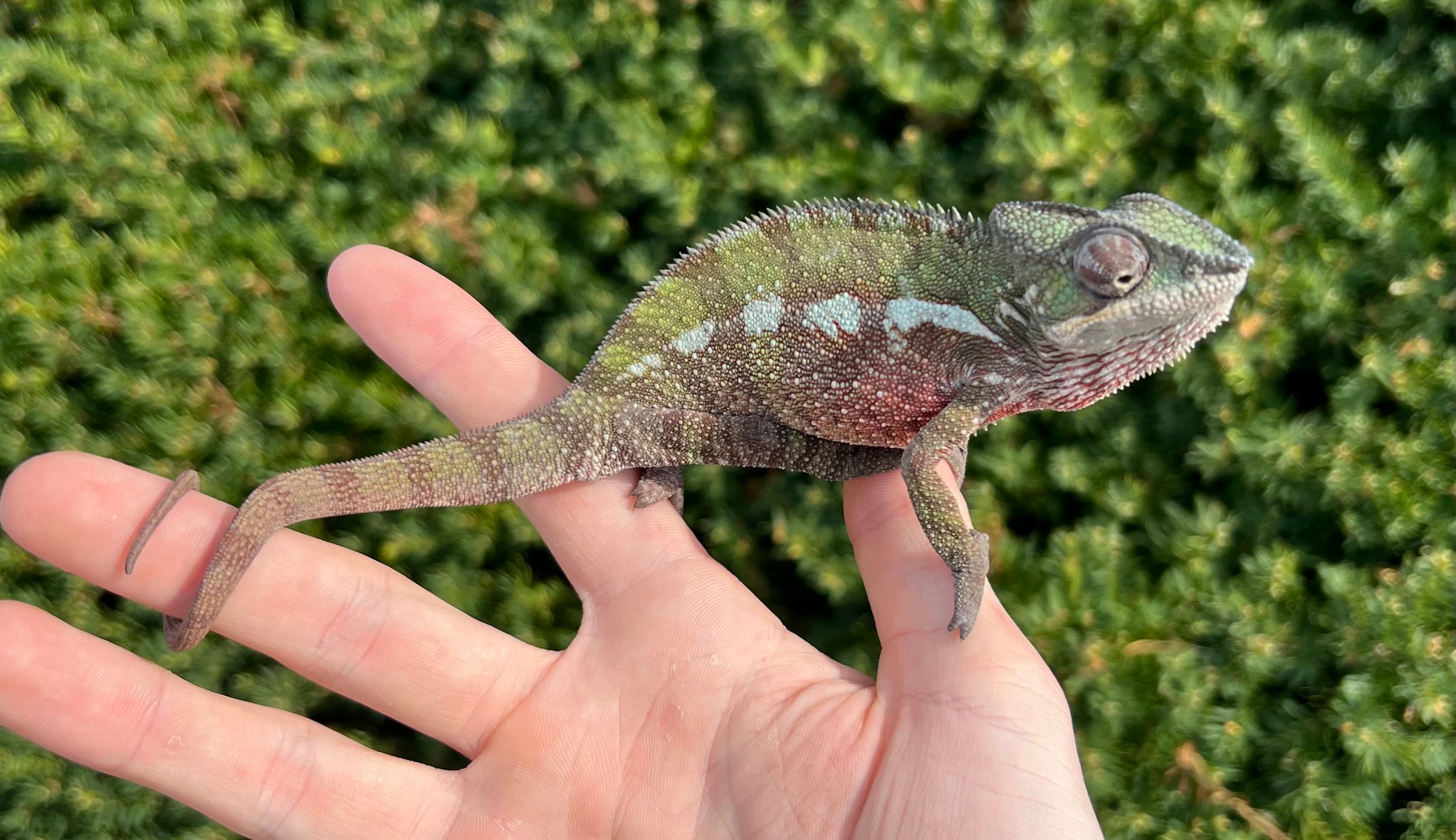 Chameleons – Page 2 – Scales and Tails of Ohio