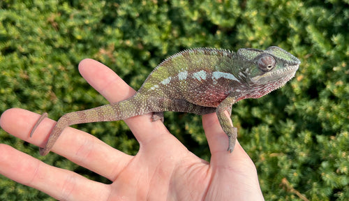Chameleons – Page 2 – Scales and Tails of Ohio