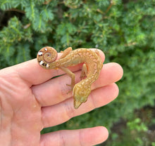 Load image into Gallery viewer, Adult Malaysian Cat Eyed Gecko (Male 4)