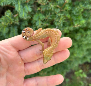 Adult Malaysian Cat Eyed Gecko (Male 4)