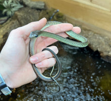 Load image into Gallery viewer, Baby White-Bellied Ratsnake (Male)