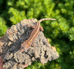 Baby Striped Gargoyle Gecko (1)