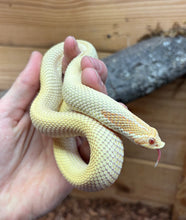 Load image into Gallery viewer, Adult Albino Super Conda Western Hognose Snake (Female)