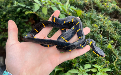 Juvenile Malaysian Mangrove Snake (Female)