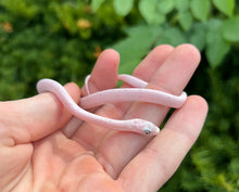 Load image into Gallery viewer, Baby Palmetto Corn Snake (Female 1)