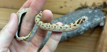 Load image into Gallery viewer, Baby Leucistic Western Hognose Snake (Male)