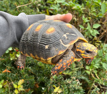 Load image into Gallery viewer, 6” Red Foot Tortoise (1)