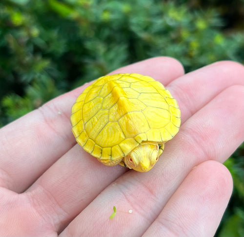 Baby Albino Red-Eared Slider