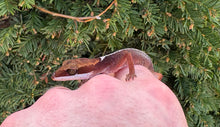 Load image into Gallery viewer, Adult Cat Eyed Gecko (Male 2)