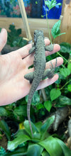 Load image into Gallery viewer, Baby Rhino Iguana (Female)