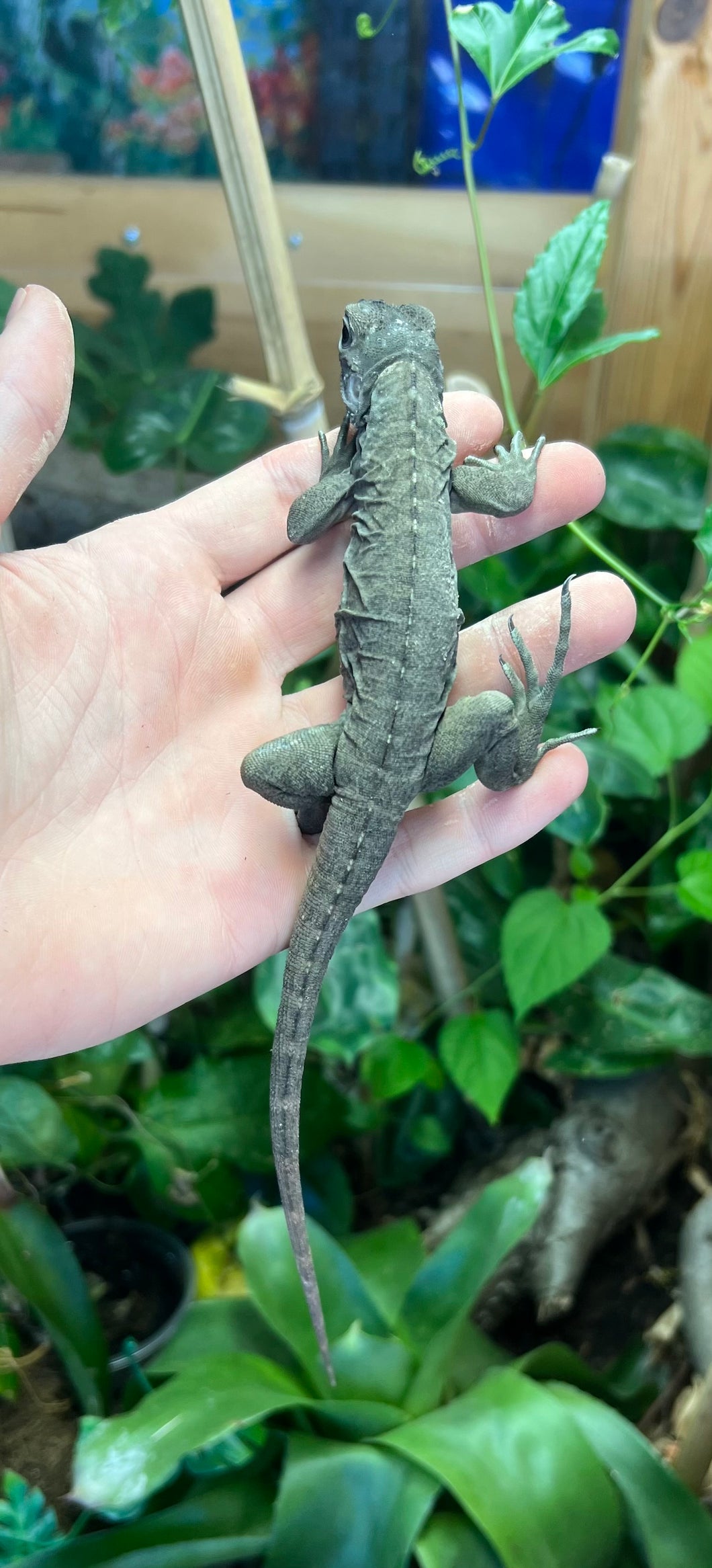 Baby Rhino Iguana (Female)
